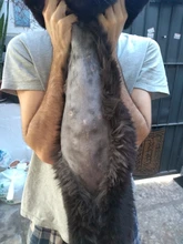 Dog-Hair-Trimmer Pet-Grooming-Product Electrical-Clipper Household Rechargeable Hot 