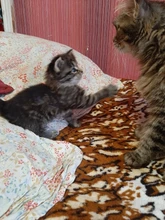 Face-Cream Lifting Remove-Wrinkle Skin-Care Whitening Firming Retinol Anti-Aging Moisturizing