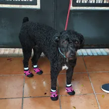 Zapatos para perros de invierno resistente al agua, 4 Uds., botas antideslizantes para nieve y mascotas, Protector de pata reflectante cálido para perros medianos grandes, Labrador Husky