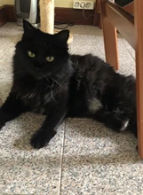 Cortadora de pelo eléctrica profesional para mascotas, máquina de aseo recargable para cortar el pelo de animales, afeitadora para perros y gatos