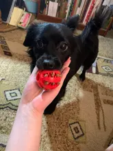 Bola de juguete interactiva para perro, Bola de goma natural con fugas, Limpieza de dientes, 5cm/7cm/11cm, nueva mascota de sandía