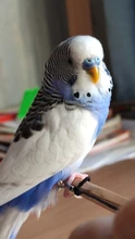 Anillo con forma de pájaro para mascota, Paloma, loro, anillo con forma de pájaro para actividades de entrenamiento al aire libre, anillo con apertura para el pie, accesorios, suministros para aves 1 Uds.