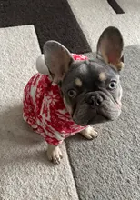 Halloween-Costume Christmas-Dog Hoodies Dogs-Coat Small Chihuahua Winter for Cat