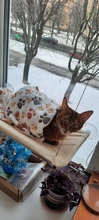Camas colgantes para mascotas, hamaca para gatos, asiento soleado, montaje en ventana, cómoda cama para mascotas, alfombrilla para gatos, asiento tipo estante, cama con rodamiento de 20kg