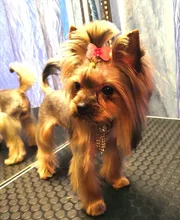 Accesorios para perros pequeños, arcos accesorios para el pelo, tienda Yorkshire para mascotas, pinzas para el pelo, lazos de mesa, akcesoria dla psa, chien