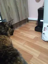 Pet-Feeder Dog-Food-Bowls Smart Automatic New Timing 4L Lcd-Screen Voice-Recording