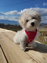 Adjustable Harness Dog-Accessories No-Pull-Vest Truelove Large Padded Pet-Dog Outdoor-Sport