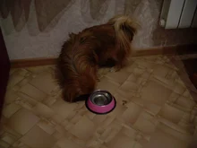 Bowls Feeding-Dishes Water-Dish-Feeder Stainless-Steel Pets-Supplies Puppy Cats-Food-Drink