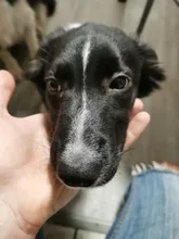 Personalized Fabric Super Strong Durable Martingale Collars for Dogs Heavy Duty Duty