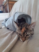 Ropa Para gato mascotas abrigos para gato chaqueta sudaderas con capucha para gatos traje cálido para mascotas conejo animales traje para mascotas para perros