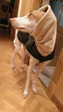 Jacket Clothing Coat Greyhound Waterproof Dog Dogs Large Super-Warm Medium Thick 