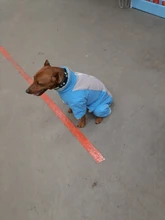 Winter Overalls for Dogs Warm Waterproof Pet Jumpsuit Trousers Male/ Female Dog Reflective