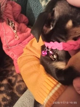 Dog-Collar Engraved Name-Tag Braided Dog Puppy Dogs Small Personalized Free-Bell 