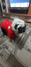 Ropa de invierno para mascotas, chaqueta cálida gruesa para perros pequeños y grandes, abrigo impermeable para cachorros, Chihuahua, Pug, Bulldog francés