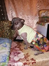 Flamingo patrón suave ropa para mascotas ropa de perro ropa zapatos y accesorios zapatos y ropa de perro chaleco camisa productos para mascotas verano gato chaleco camiseta