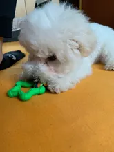 Interactive-Toy Rubber Knot Small-Dog-Training Durable-Shape Chewing Natural Pet-Dog