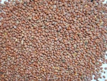

RABANO bulk 4 KG