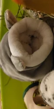 Kitten Bed Nest Hamster Cozy-Mat-House Sleeping-House Small Animals Warm Kennel Plush