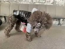 Hoodies Jacket Puppy French-Bulldog Small Dogs Waterproof Dog Chihuahua Winter Autumn