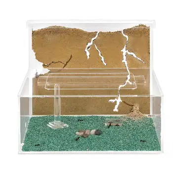 

Sand Ant Farm L with Free Ants and Queen (Formicarium)