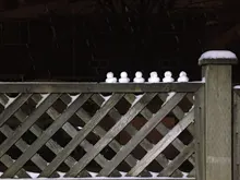 Clip creativo de fabricante de bolas de nieve para exteriores, dibujos animados divertidos en forma de pato para niños, herramienta de molde de arena para nieve, invierno, 1 Uds.