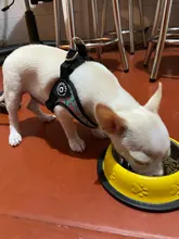 Seat-Belt Harnesses Stunt Puppy Bull Small-Pet Terrier Printed Dogs Chihuahua Shih Tzu