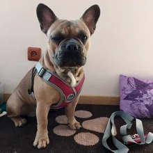 Vest Collar Dog-Harness Training-Supplies Reflective Terrier No-Pull Small Walking Chihuahua