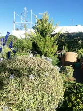 Fairy-Lights Peach-Flower Led-String Christmas-Decor Solar-Lamp Garden Outdoor 5m 22m