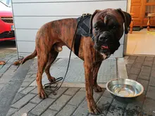 Pet-Collar Dog-Vest Pet-Products Service Working Military K9 Tactical Patrol Handle Small