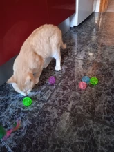 5pcs/Set Funny Cat Ball Toy Hollow Training Cat Interactive Toy Cat Bell Toy For Kitten