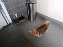 Kit de cortadora de pelo para perros, afeitadora recargable por USB Gato, bajo ruido, cuchilla de repuesto