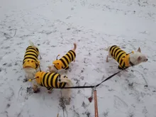 Overalls Sweaters Jacket Pet-Costume Yorkies Dogs Coat Small 