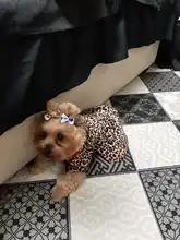 Abrigo con tutú y estampado de leopardo para perros y cachorros ropa de invierno con capucha, chaqueta reversible para perros pequeños