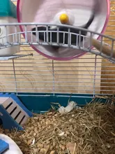 Oso dorado para mascotas, juguete deportivo para mascotas, jaula con ruedas, accesorios, disco de competición, rueda giratoria silenciosa para trotar, WJ901