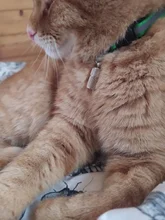 Perro Pet ID etiqueta colgante gato perro etiqueta de identificación de Metal colgante Antipérdida etiqueta cachorro gato Nombre Dirección colgante etiqueta 1 Uds