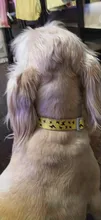 Ajustable de Nylon perro divertido Collar de nombre grabado teléfono azul Pitbull, perro personalizado Collar de mascota perro Etiqueta de impresión Collar