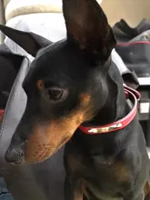 Dog-Collar Padded Dogs Custom Personalized Medium Engraved-Nameplate with Id-Tag 