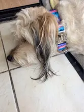 Dog-Collar Engraved Puppy-Name Floral Pet Personalized Airuidog Free Small Large Medium