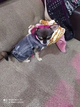 Ropa vaquera de XS-2XL para perro, abrigo para perros, ropa de cachorro, pantalones vaqueros para perro, chaqueta, chaleco abrigo para perro, trajes para cachorro, ropa para gato