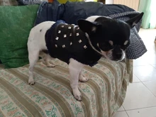 Vest Dog-Harness Dogs-Clothes Yorkshire Padded Puppy Chihuahua Warm Cool for Small Cats