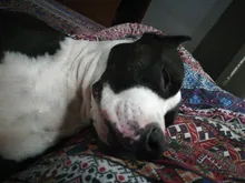 Bozal de silicona suave para perros pequeños, medianos, grandes y x-grandes, cesta transpirable, para mordeduras y ladridos