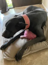 Dog-Collar Bulldog German Shepherd Wide-Leather Padded Pet-Dog Perro Soft for Medium