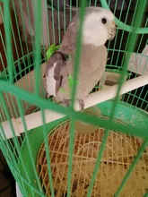 Arnés ajustable para mascotas, correa para loro, cuerda de entrenamiento, banda voladora, correa de adiestramiento al aire libre para caminar