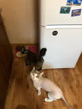 Clippers Pets-Shaver Gromming-Trimmer-Kit Haircut-Machine Dogs Rechargeable Baorun P2