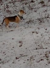 Personalized Fabric Super Strong Durable Martingale Collars for Dogs Heavy Duty Duty