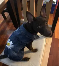 Ropa vaquera de XS-2XL para perro, abrigo para perros, ropa de cachorro, pantalones vaqueros para perro, chaqueta, chaleco abrigo para perro, trajes para cachorro, ropa para gato