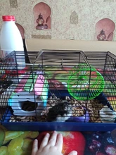 Sleeping-House-Supplies Pet Hamster Rabbit-Hedgehog Animal Mini Nest Pet-Sleeping Cute