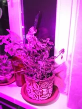 Bombilla Led para cultivo, lámpara de crecimiento hidropónica Phyto B22, E27, MR16 de espectro completo, UV de 220V, planta E14, plantones de flores Fitolamp GU10