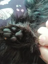 Hair-Trimmer Pets-Clippers Pet-Grooming-Machine Nail-Grinding Dog Baorun Foot-Hair Usb-Rechargeable