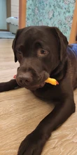Toy Puppy Venting-Toys Rubber Screaming Chicken Squeak Chew Yellow 16CM Pet-Dog Hot-Sale